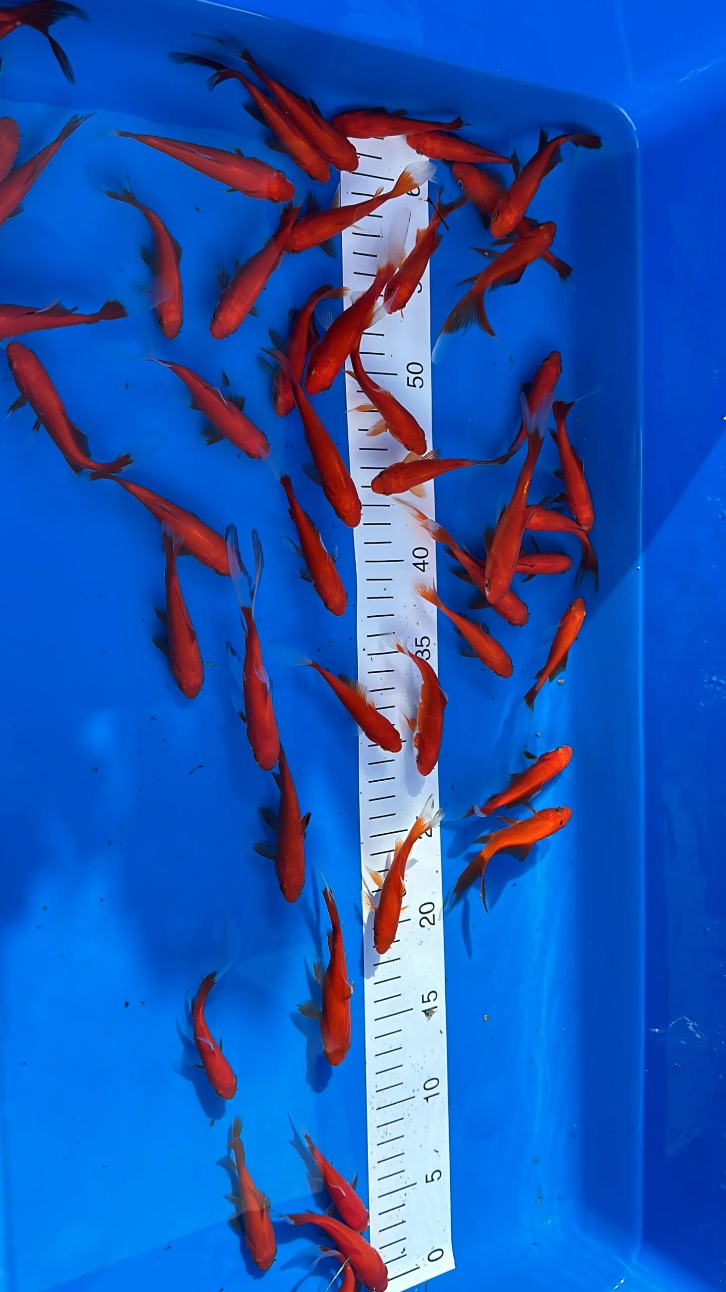 Goldfische 9-12cm – Bild 3